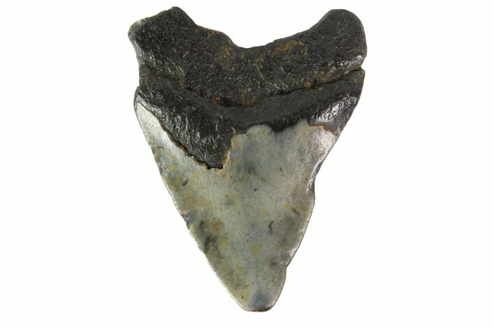 Bargain, Juvenile Megalodon Tooth - North Carolina #152970